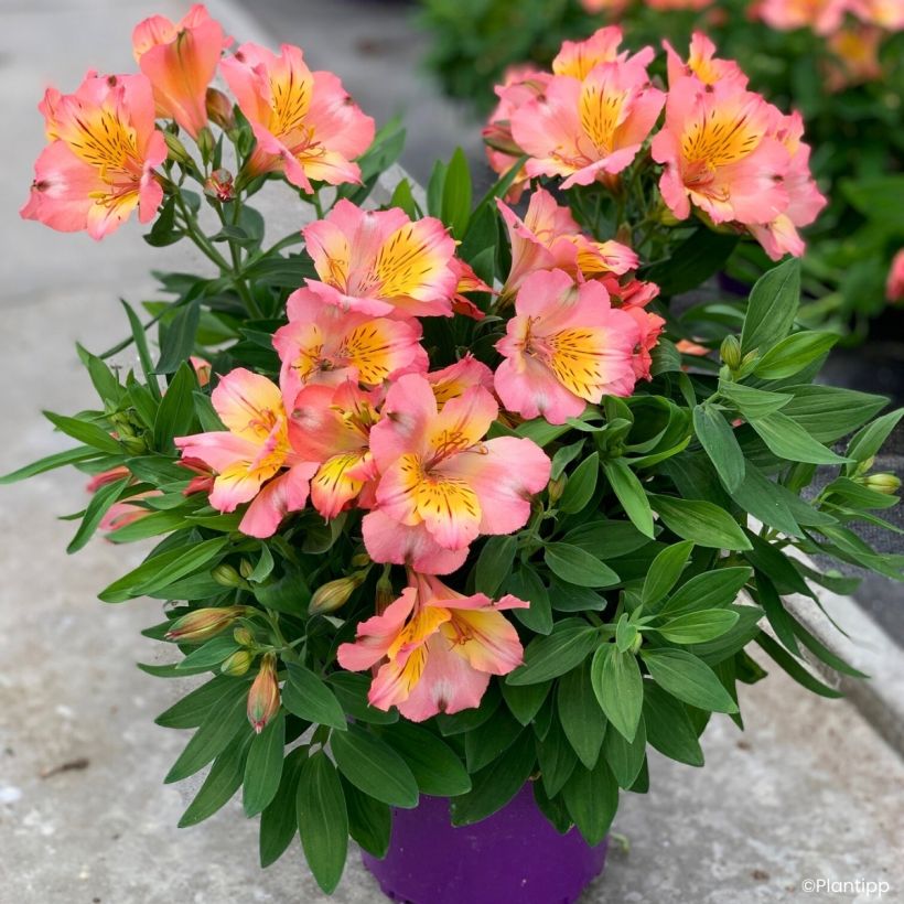 Alstroemeria Incalys Salmon - Lis des Incas (Port)