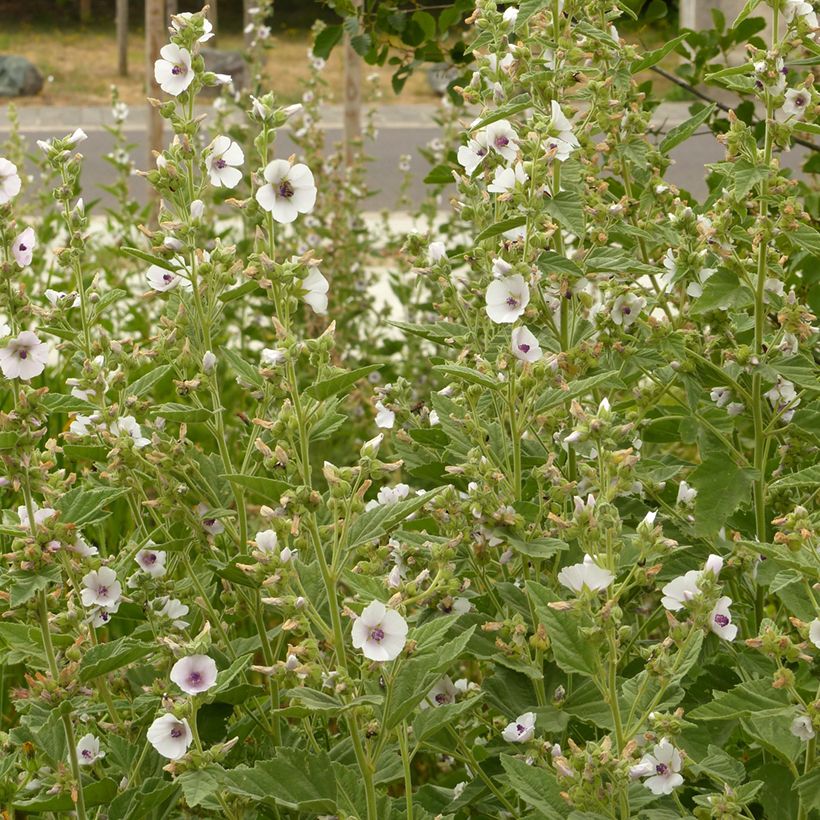 Althaea officinalis (Hábito)