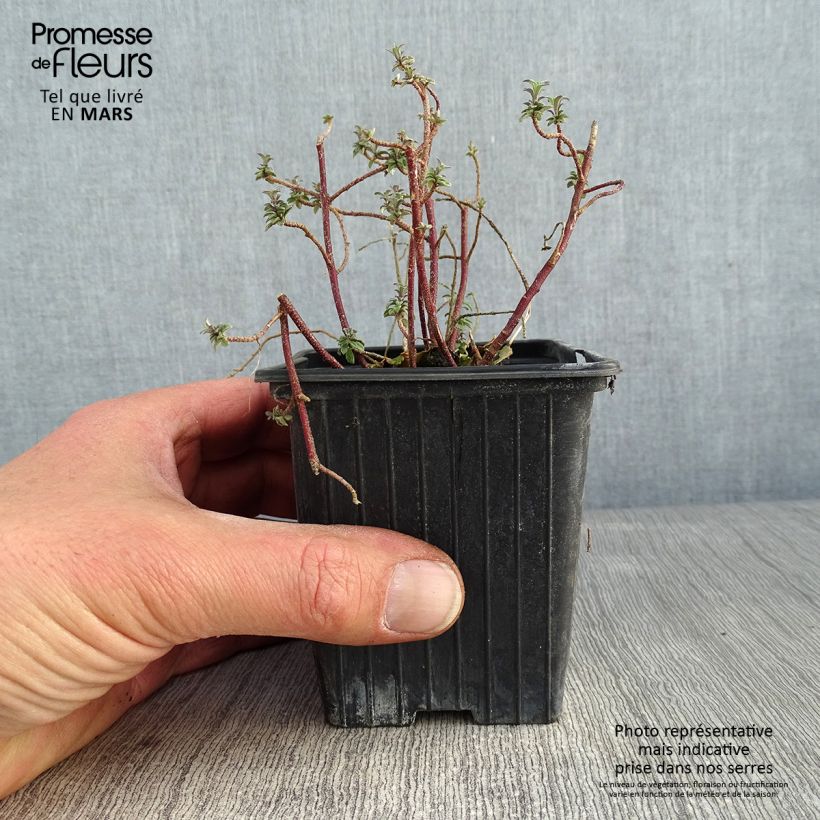 Spécimen de Alyssum argenteum - Alysson argenté Godet de 7/8 cm tel que livré en hiver