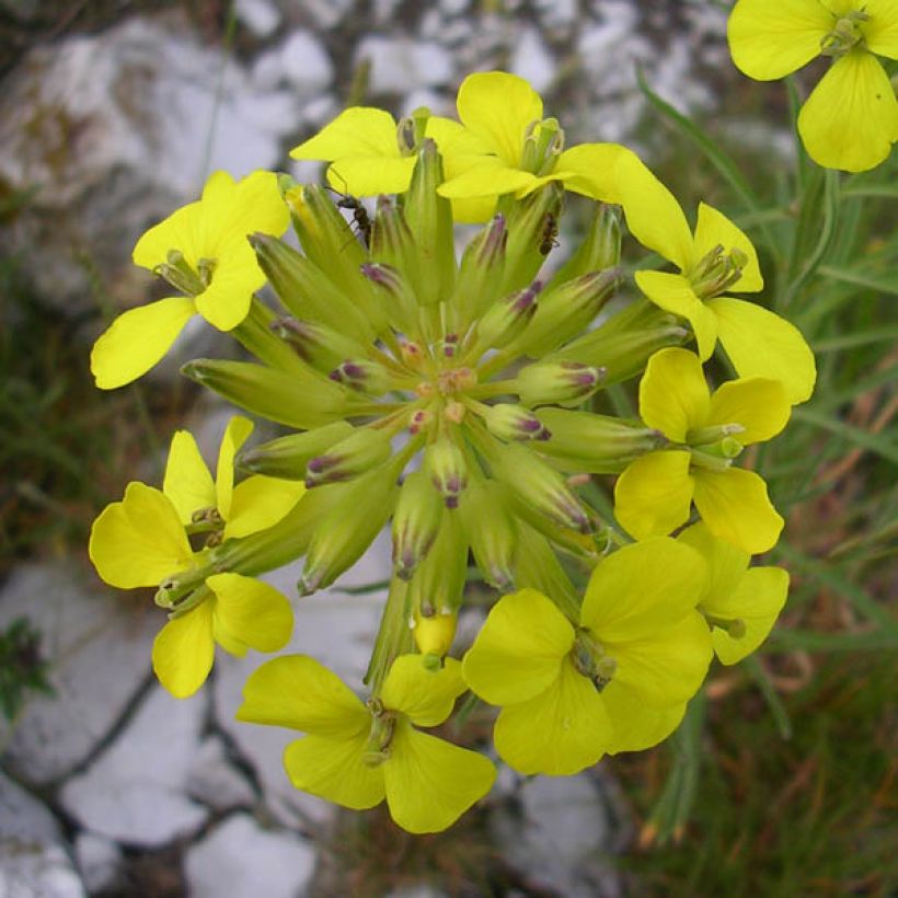 Alyssum montanum Berggold (Floração)
