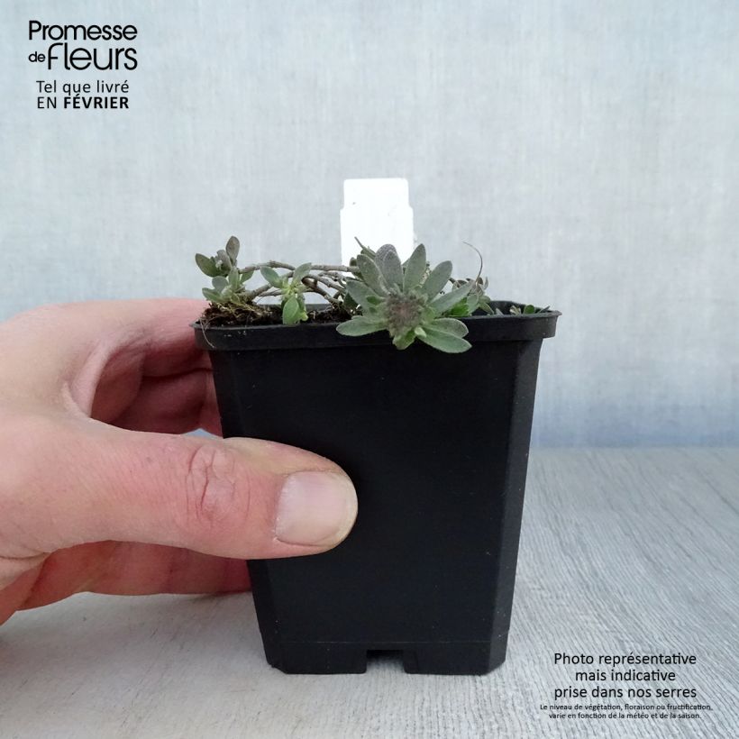 Spécimen de Alyssum montanum Berggold - Corbeille d'Or Godet de 8/9 cm tel que livré en hiver