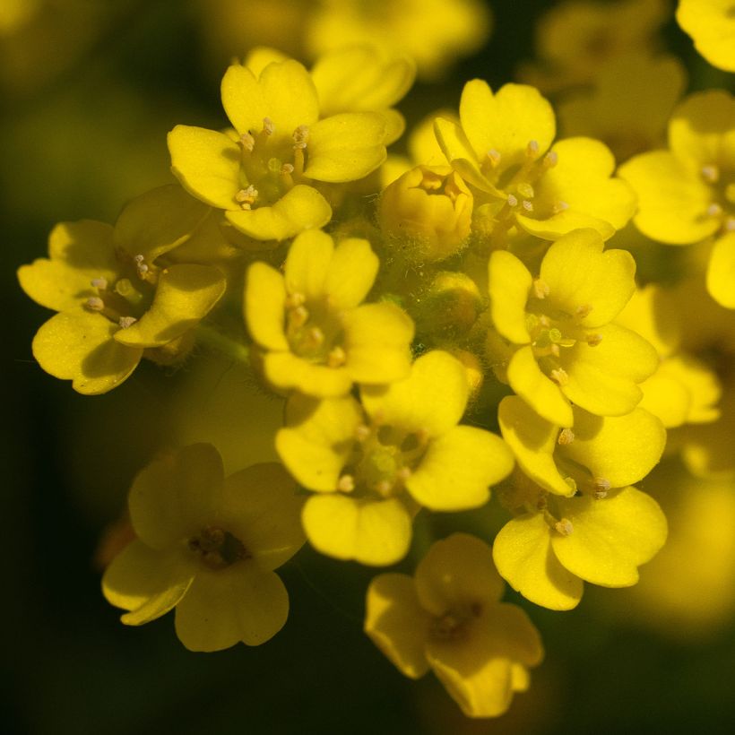 Alyssum saxatile Compactum - Corbeille d'Or (Floraison)