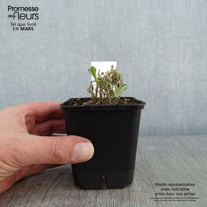 Spécimen de Alyssum saxatile Compactum - Corbeille d'Or Godet de 8/9 cm tel que livré en hiver