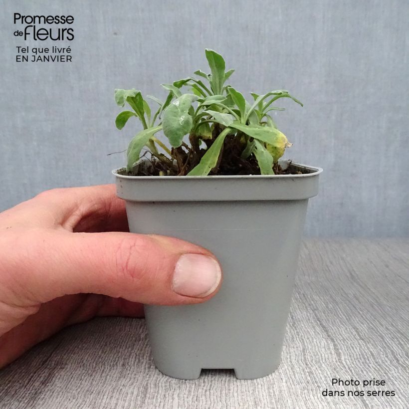 Spécimen de Alyssum saxatile Goldkugel - Corbeille d'Or à fleurs jaunes Godet de 8/9 cm tel que livré en hiver