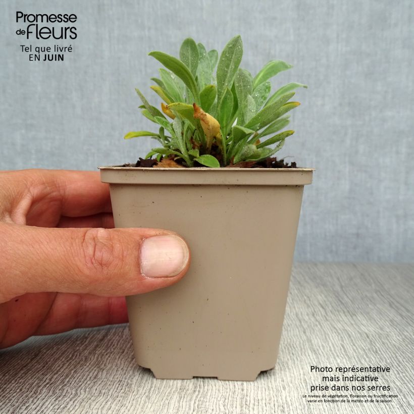 Spécimen de Alyssum saxatile Goldkugel - Corbeille d'Or à fleurs jaunes Godet de 8/9 cm tel que livré en été