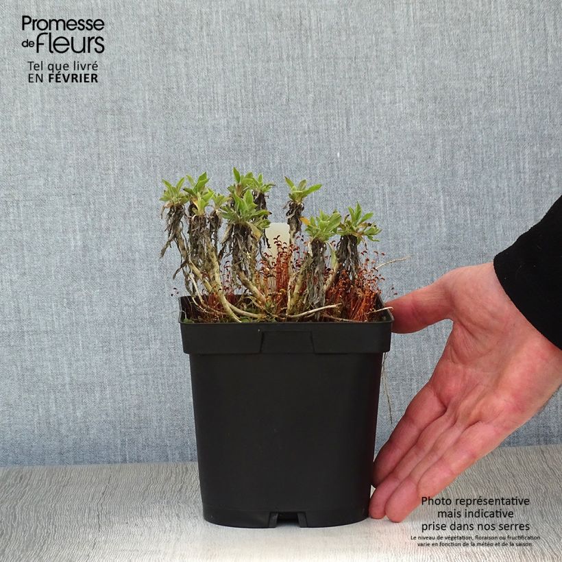 Spécimen de Alyssum saxatile Goldkugel - Corbeille d'Or à fleurs jaunes Pot de 2L/3L tel que livré en hiver