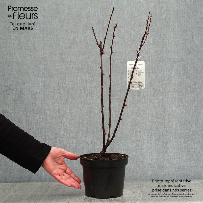 Spécimen de Amandier à fleurs - Prunus triloba  Pot de 2L/3L tel que livré en hiver