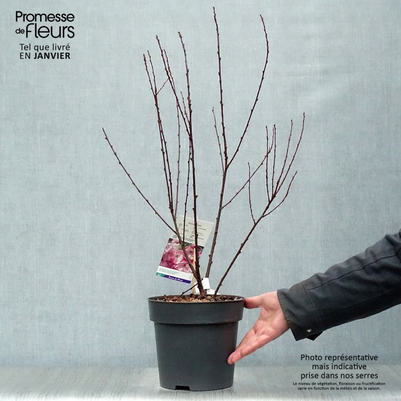Spécimen de Amandier à fleurs - Prunus triloba  Pot de 4L/5L tel que livré en hiver
