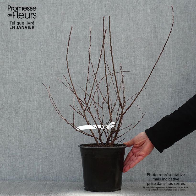 Spécimen de Amandier à fleurs - Prunus triloba Multiplex Pot de 4L/5L tel que livré en hiver