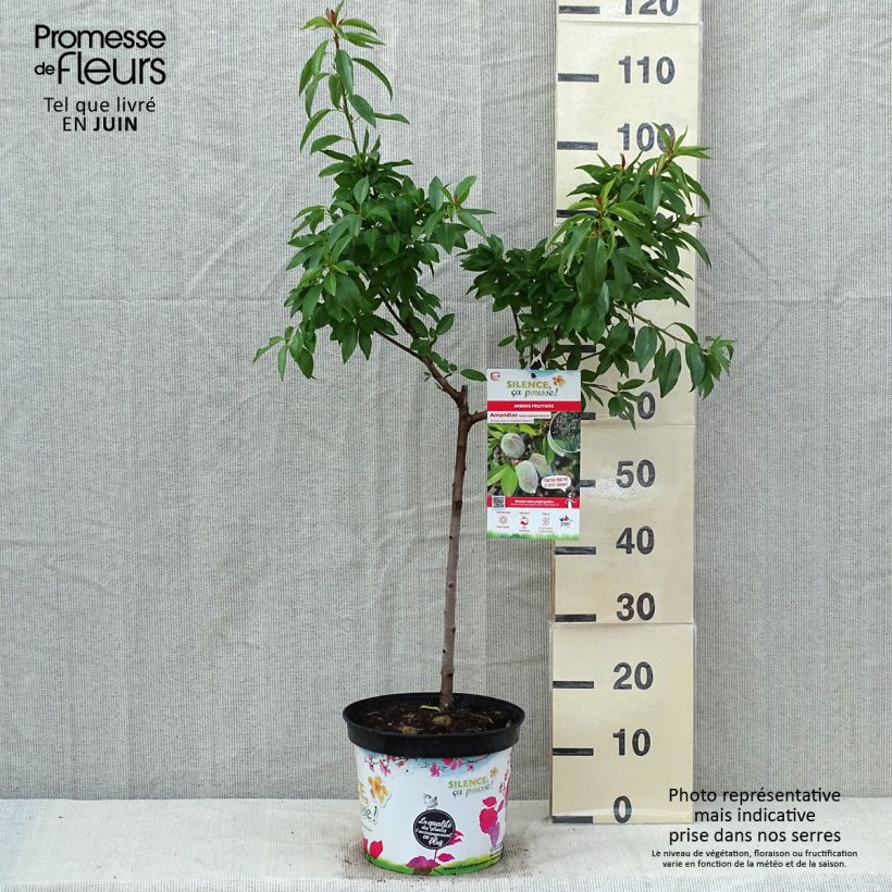 Mandorlo Garden Prince Vaso da 6L/7L, Vaso impalcato basso esemplare consegnato in primavera