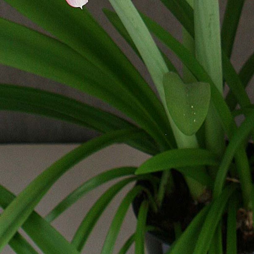 Amaryllis Pink Rascal (Feuillage)