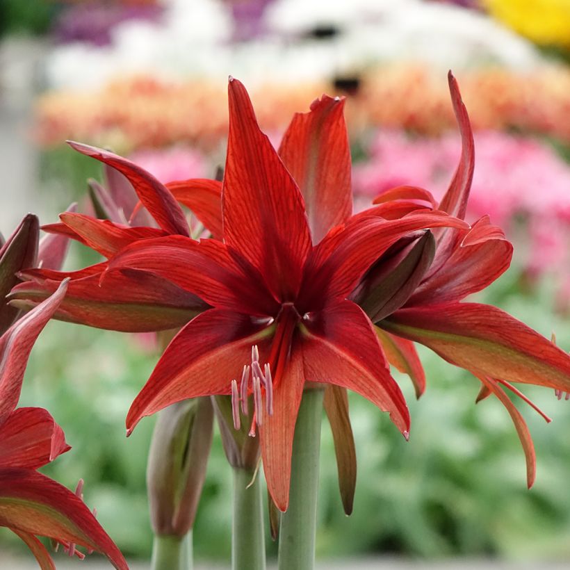 Amaryllis Cybester Bogota (Floraison)