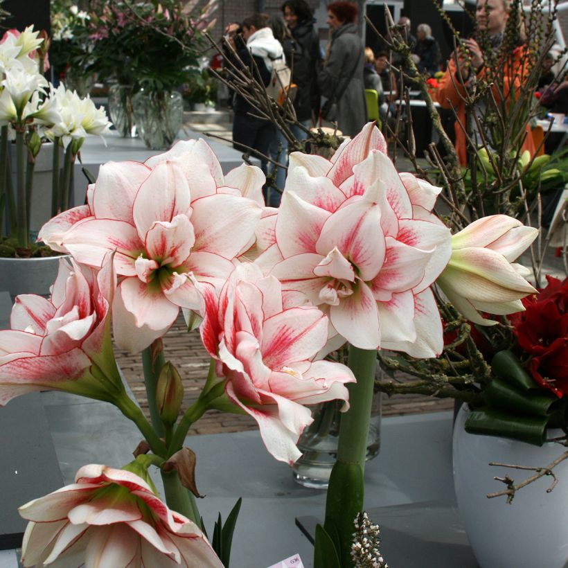 Amaryllis double Elvas (Port)