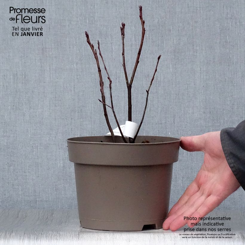 Spécimen de Amelanchier Thiessen Pot de 2L/3L tel que livré en hiver