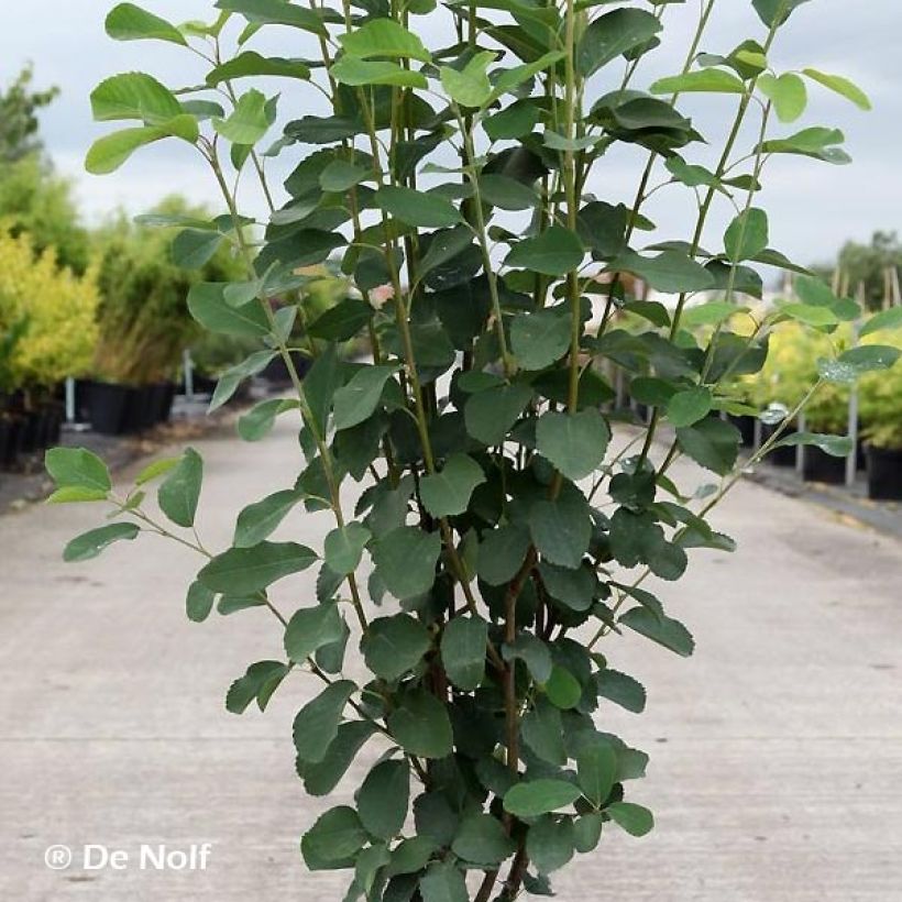 Amelanchier alnifolia Obelisk (Folhagem)