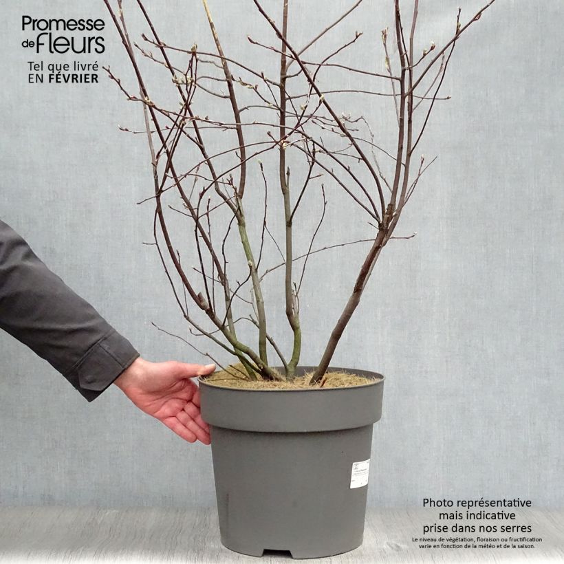 Spécimen de Amelanchier alnifolia Saskatoon Berry Pot de 12L/15L tel que livré en hiver
