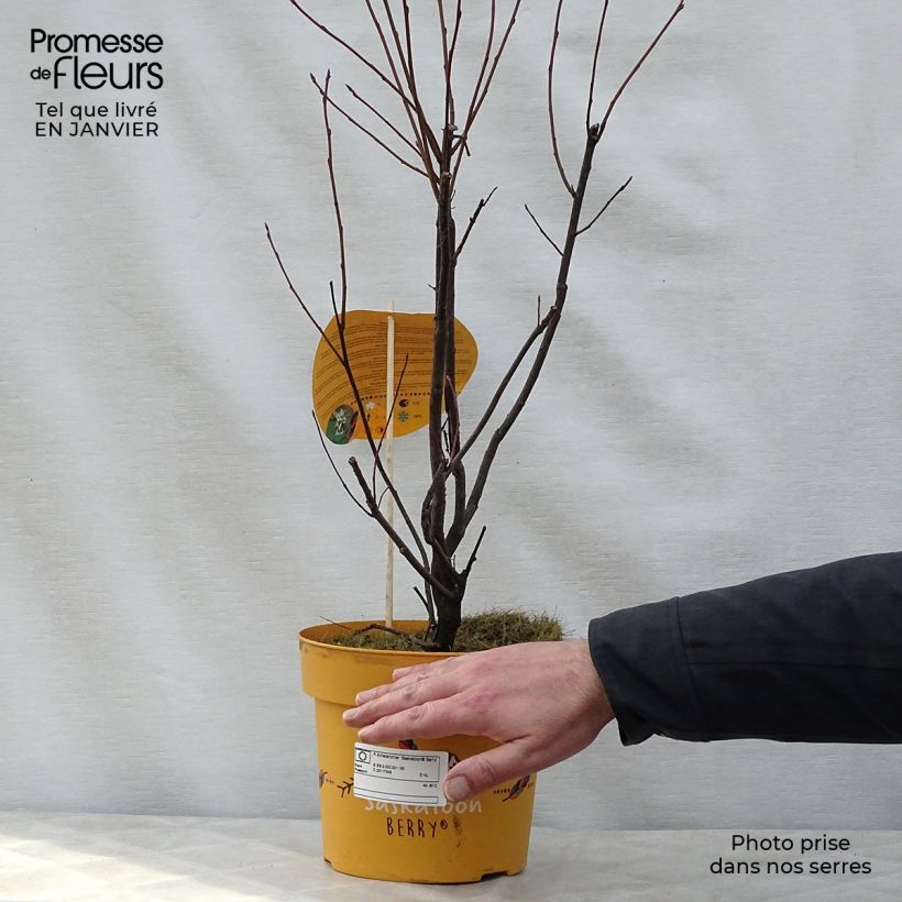Spécimen de Amelanchier alnifolia Saskatoon Berry Pot de 4L/5L tel que livré en hiver