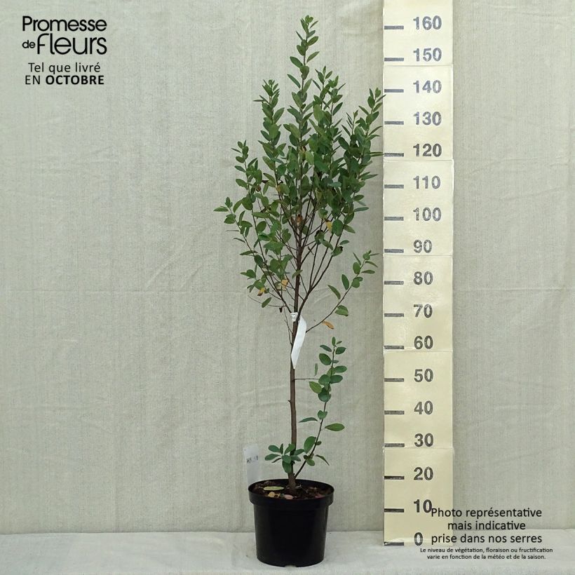 Spécimen de Amelanchier canadensis Rainbow Pillar Pot de 4L/5L tel que livré en automne
