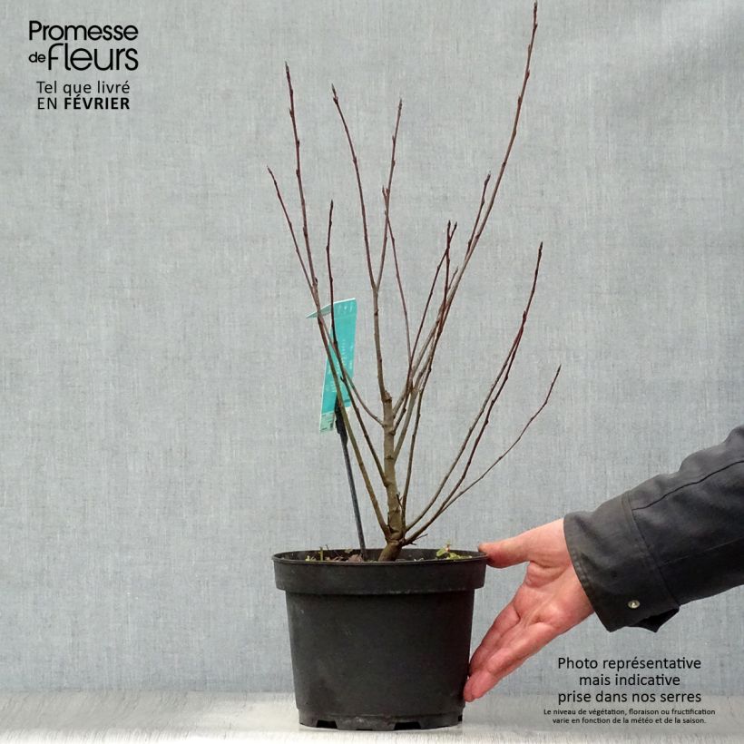 Spécimen de Amélanchier en épis - Amelanchier spicata Pot de 3L/4L tel que livré en hiver