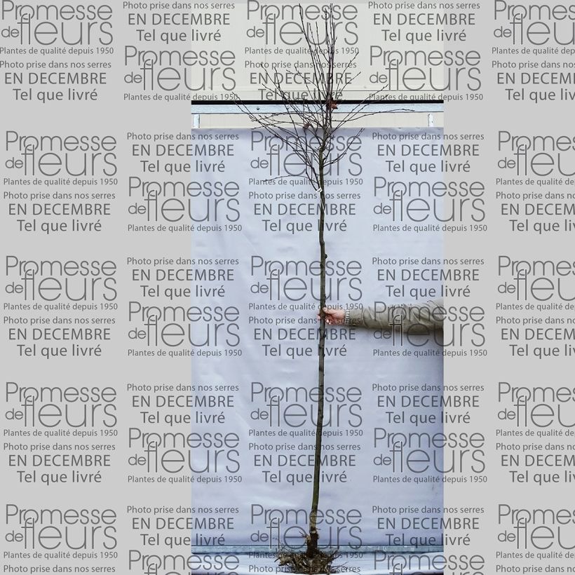 Exemple de spécimen de Amelanchier lamarckii - Amélanchier de Lamarck Racines nues, Tige 8/10 tel que livré