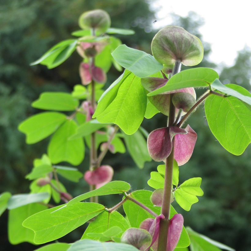 Amicia zygomeris (Folhagem)