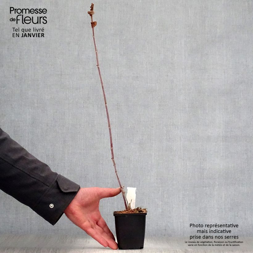 Spécimen de Amicia zygomeris - Amicie à fleurs jaunes. Godet de 8/9 cm tel que livré en hiver