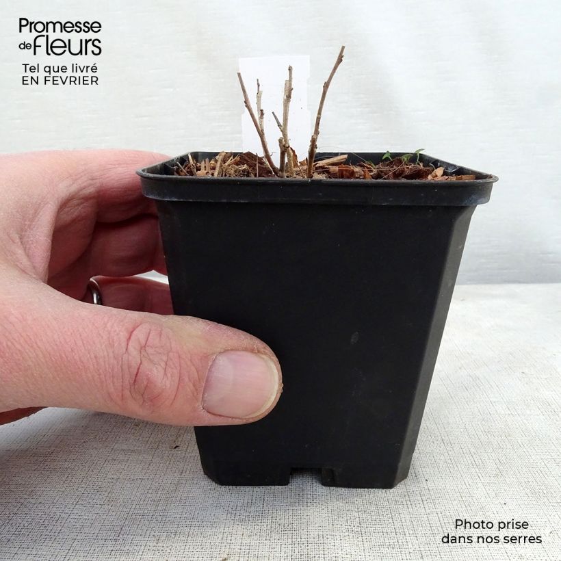 Spécimen de Amorpha canescens - Faux indigo. Godet de 8/9 cm tel que livré en hiver