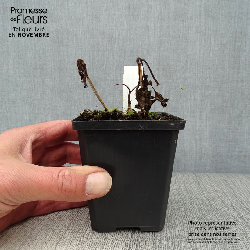 Spécimen de Amour en cage - Physalis franchetii Godet de 8/9 cm tel que livré en automne