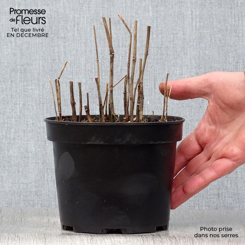 Spécimen de Amour en cage - Physalis franchetii Pot de 2L/3L tel que livré en hiver