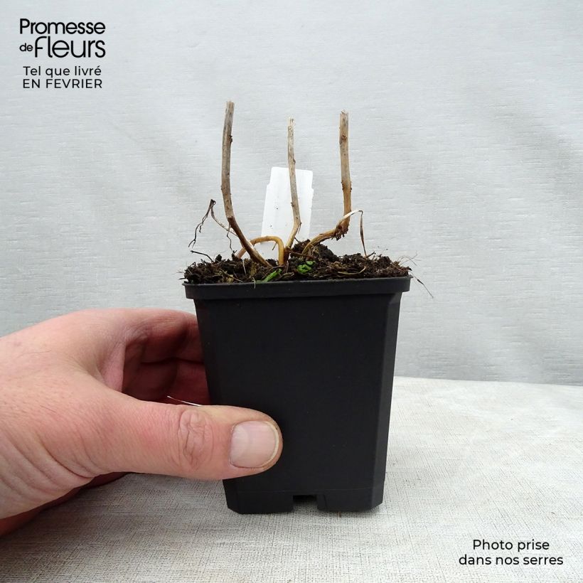 Spécimen de Amour en cage - Physalis franchetii Godet de 8/9 cm tel que livré en hiver