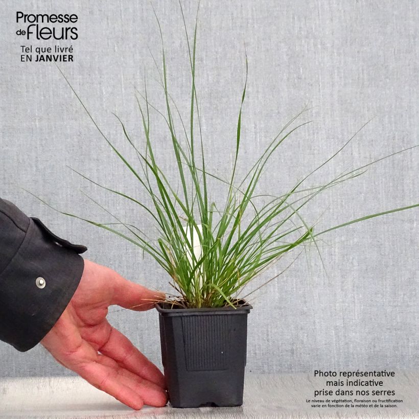 Spécimen de Ampelodesmos mauritanicus Godet de 8/9 cm tel que livré en hiver