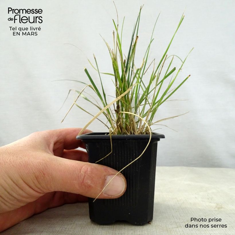 Spécimen de Ampelodesmos mauritanicus Godet de 8/9 cm tel que livré au printemps