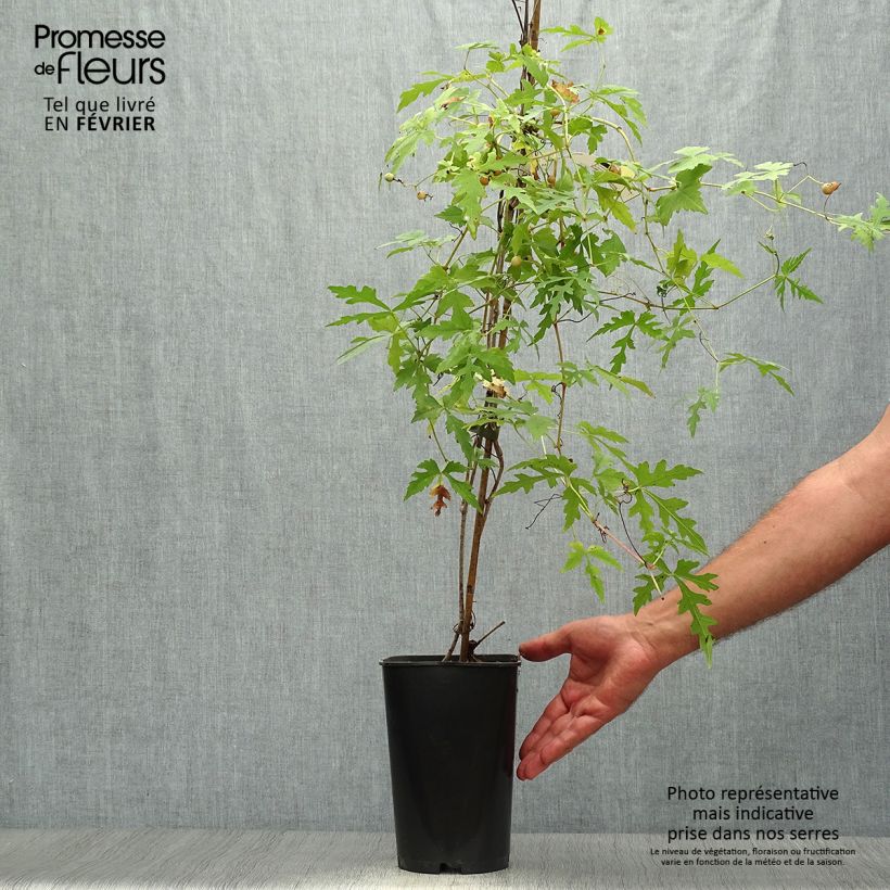 Spécimen de Ampelopsis aconitifolia - Vigne vierge à feuilles d'aconit Pot de 2L/3L tel que livré en automne