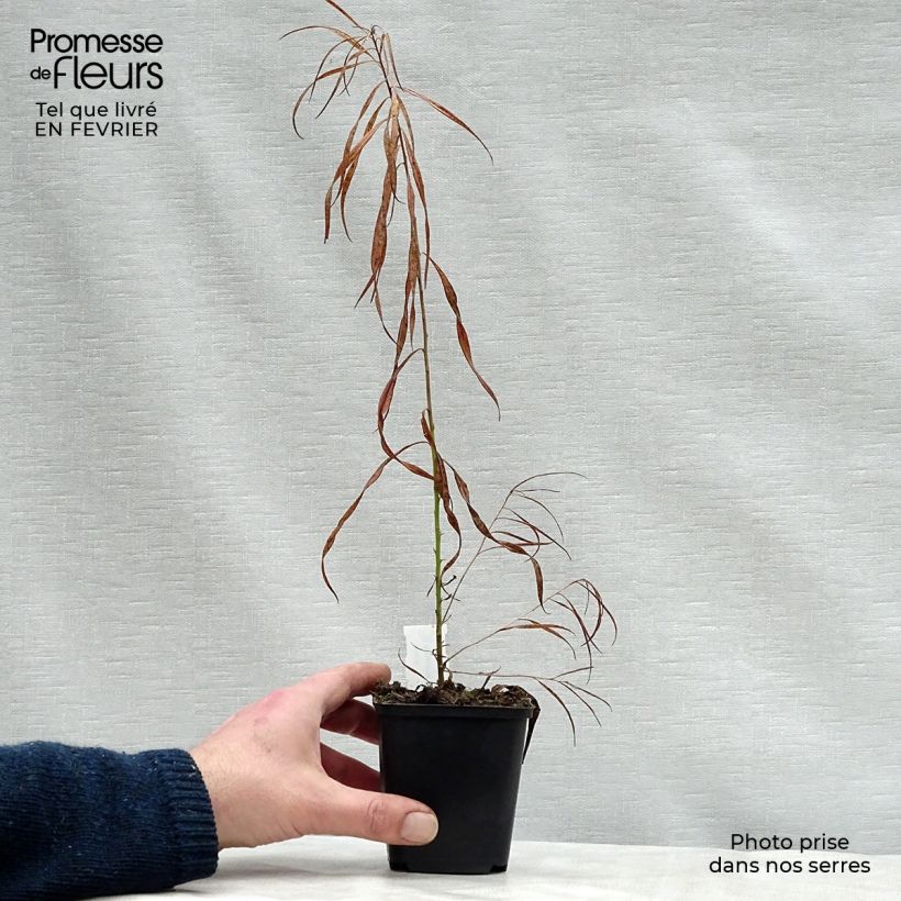 Spécimen de Amsonia Ernst Pagels Godet de 8/9 cm tel que livré en hiver