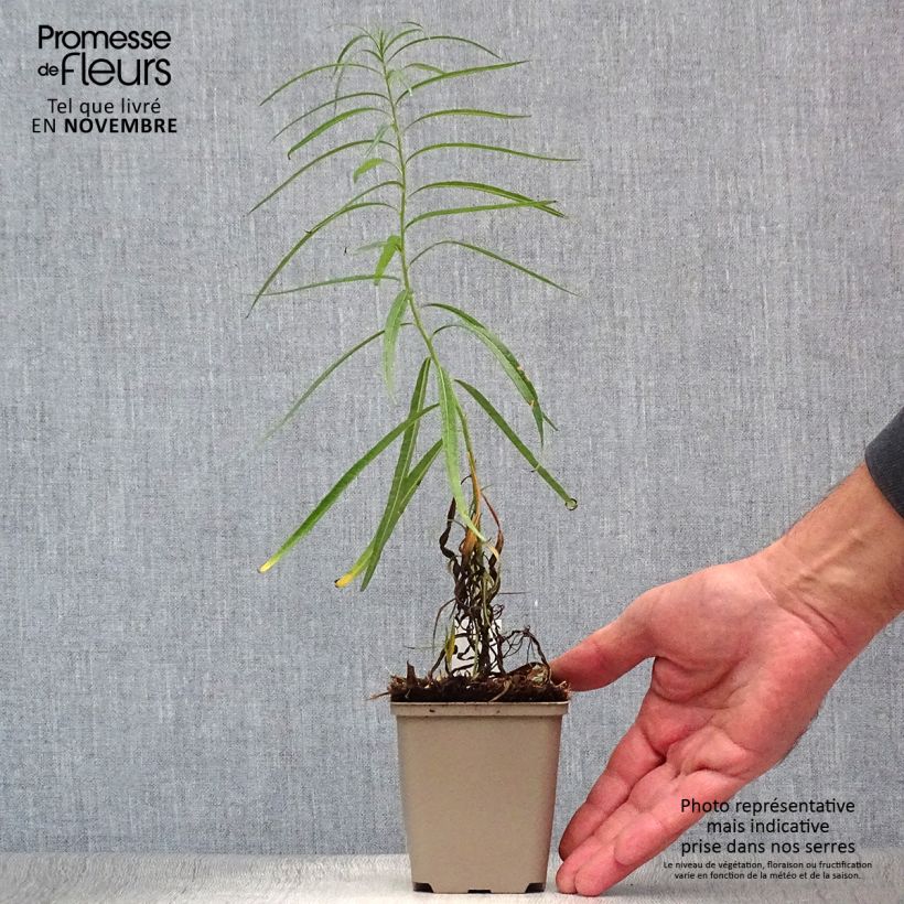 Spécimen de Amsonia Ernst Pagels Godet de 8/9 cm tel que livré en automne