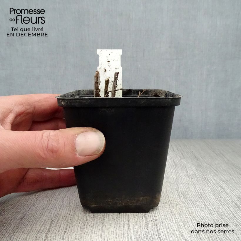 Spécimen de Amsonia ciliata Godet de 8/9 cm tel que livré en hiver