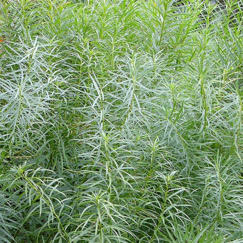 Amsonia hubrichtii (Folhagem)