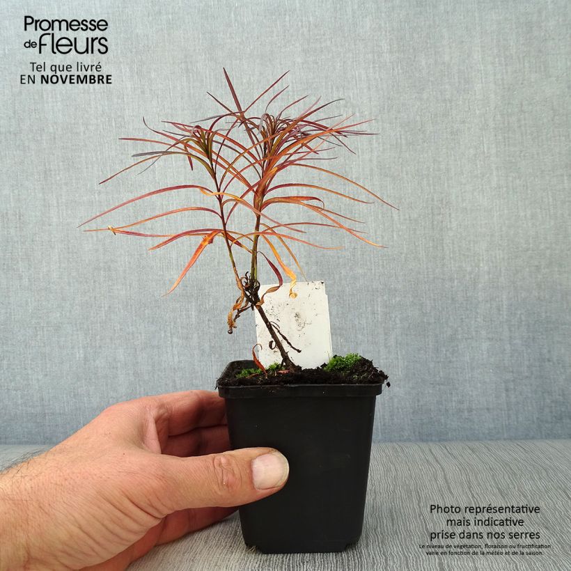 Spécimen de Amsonia hubrichtii Godet de 8/9 cm tel que livré en automne