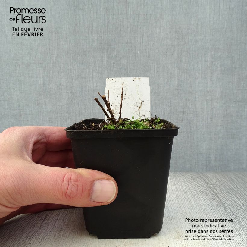 Spécimen de Amsonia hubrichtii Godet de 8/9 cm tel que livré en hiver