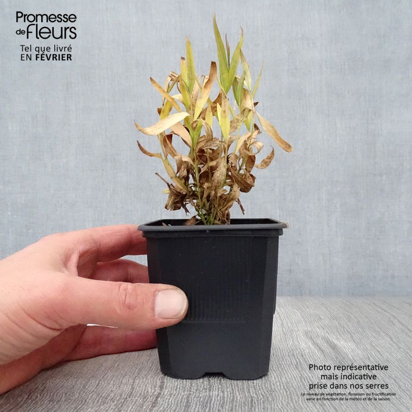 Spécimen de Amsonia hybride Blue Ice Godet de 8/9 cm tel que livré en hiver