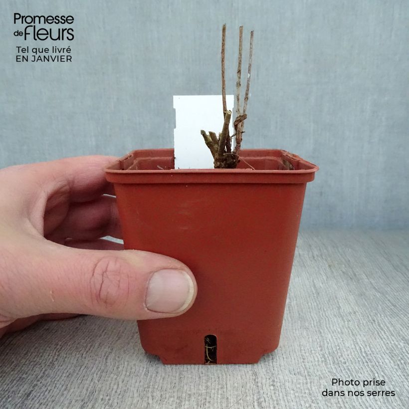 Spécimen de Amsonia orientalis Godet de 8/9 cm tel que livré en hiver