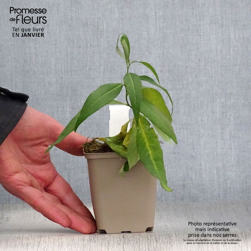 Spécimen de Amsonia tabernaemontana var. salicifolia Godet de 8/9 cm tel que livré en hiver