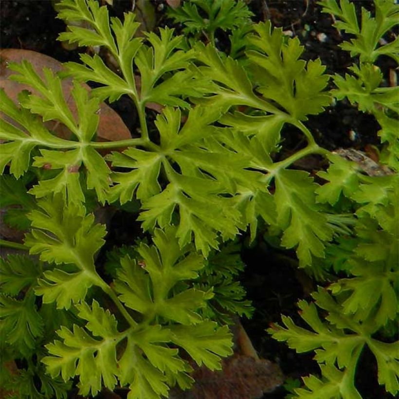 Anemone coronaria St Brigid Mix - Anémone de Caen (Feuillage)