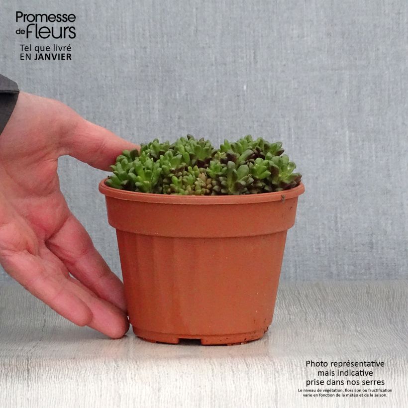 Spécimen de Anacampseros filamentosa Pot de 12 cm / 13 cm tel que livré en hiver
