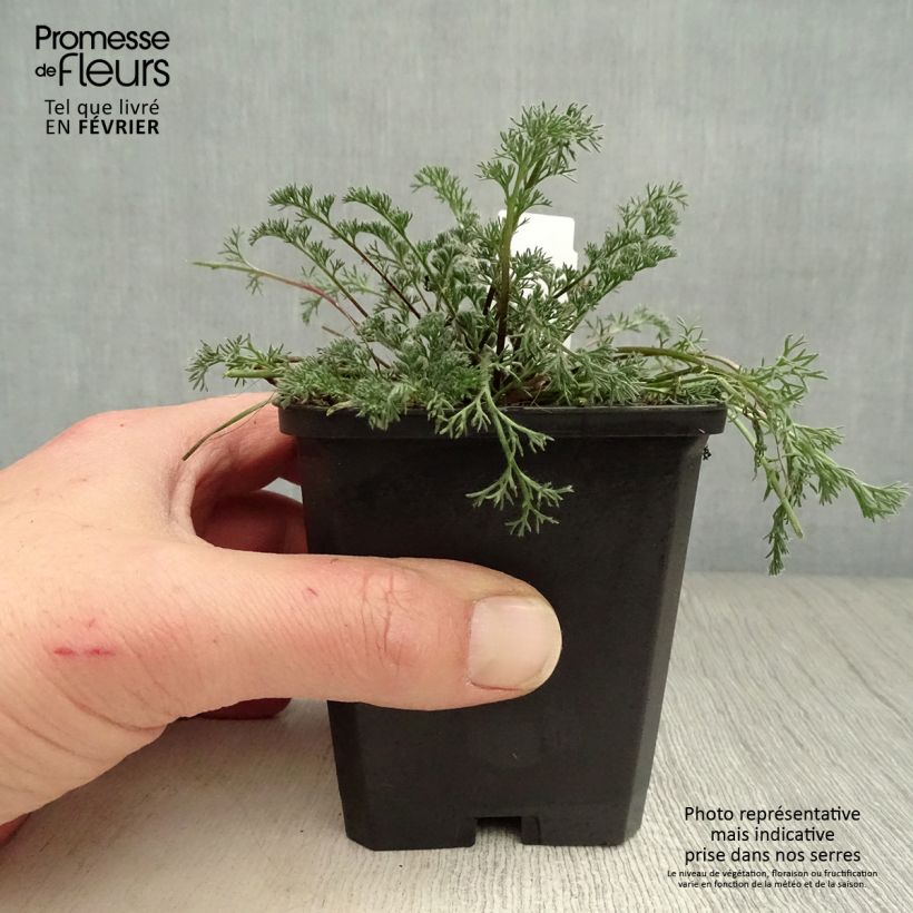 Spécimen de Anacyclus pyrethrum var depressus - Pyrèthre d'Afrique Godet de 8/9 cm tel que livré en hiver