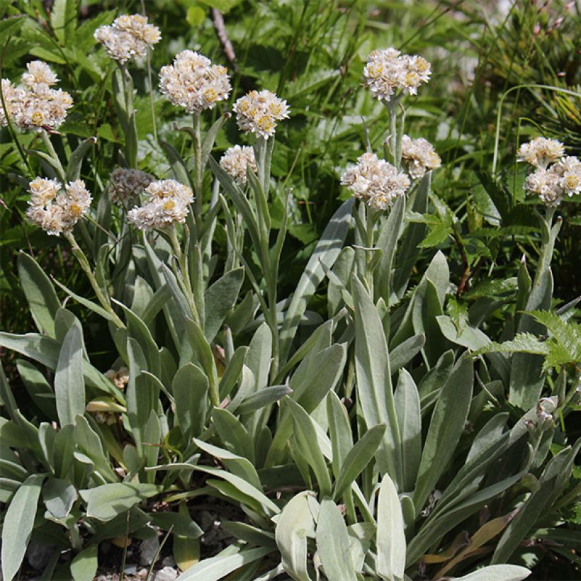 Anaphalis alpicola (Floração)