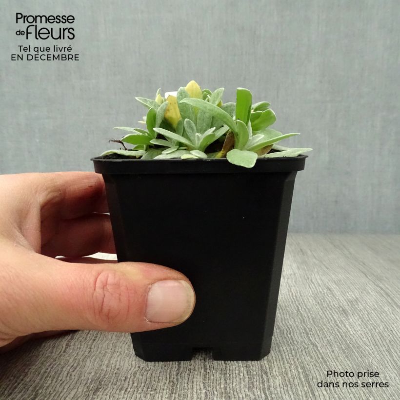 Spécimen de Anaphalis margaritacea Neuschnee - Immortelle d'argent Godet de 8/9 cm tel que livré en hiver