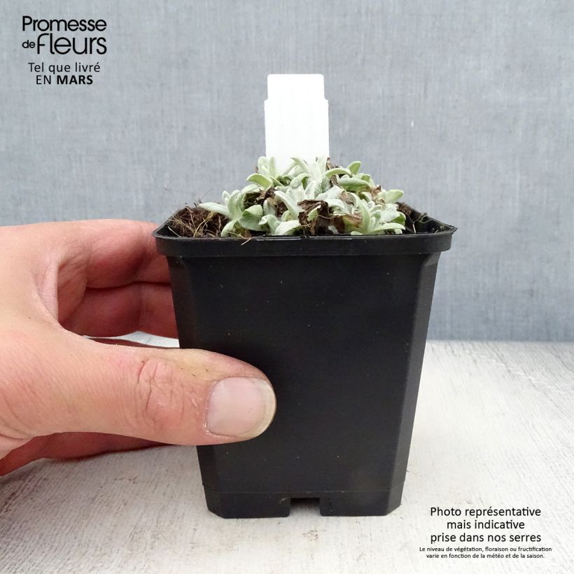 Spécimen de Anaphalis margaritacea Neuschnee - Immortelle d'argent Godet de 8/9 cm tel que livré au printemps