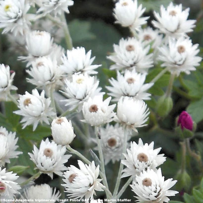 Anaphalis triplinervis - Witte knoop (Bloei)