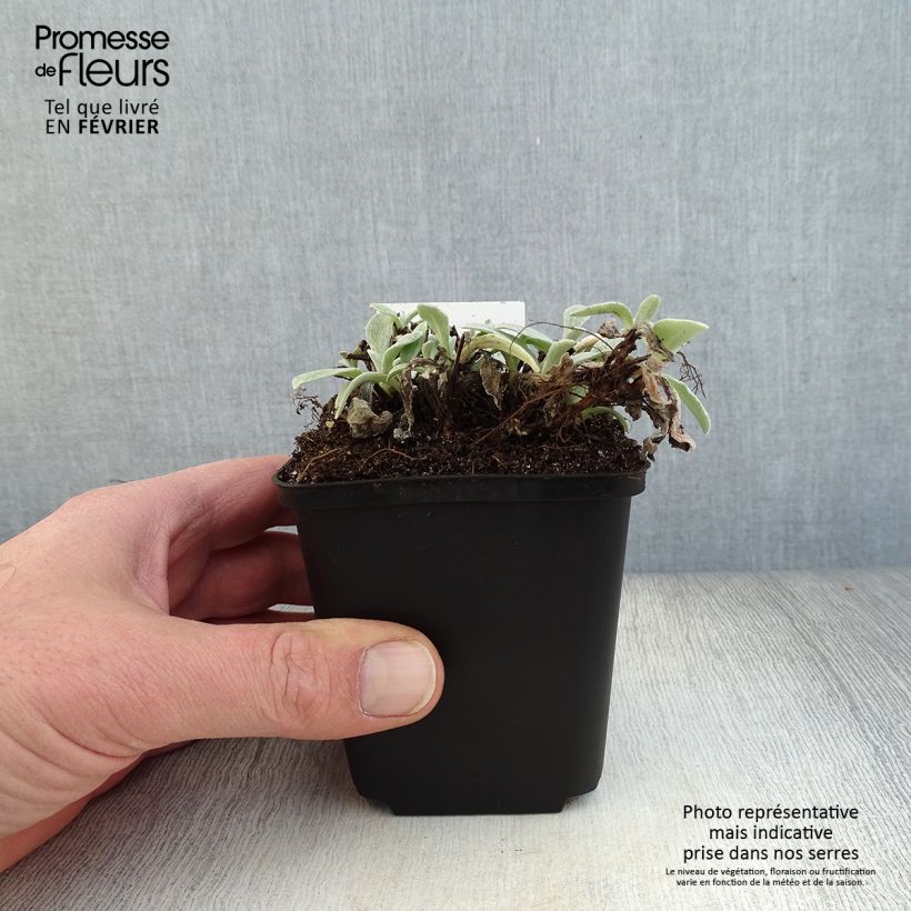 Spécimen de Anaphalis triplinervis - Immortelle de l'Himalaya Godet de 8/9 cm tel que livré en hiver